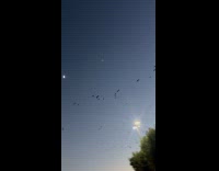 Flock of birds flies over Los Angeles