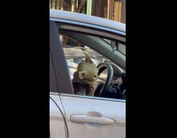 Baby Yoda dance to music inside car