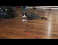 Grey white cat chases red laser pointer 