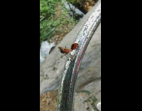 Mantis with a big and orange pincher