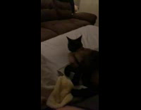 Collab DailyDoseOfInternet - Guy asks for high five cat leaves 