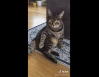 Cat models for camera titanic scene