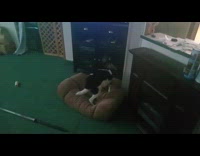 Dog spin around fix its own bed