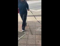 Two dogs walking on street fight