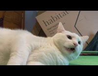 White cat lay on pool table meow 