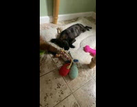 Dog has nightmare sister comes over cuddles 