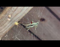 Small spider catch big grasshopper for breakfast