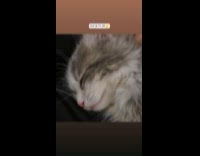 Kitten snores with loud sound while sleeping