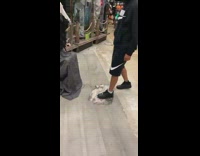 Guy punches halloween creepy lady decoration in the face