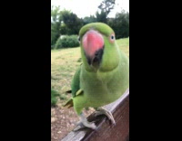 Wild Parrot Scoots on Bench to Man