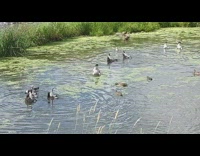 Geese in pond look for food underwater
