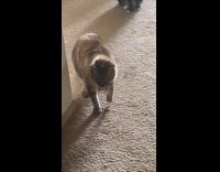 Cats react to new pet in kennel