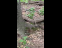 Woman feed pigeons and squirrels at park part 2
