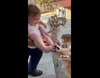 Curious Flock of Deer Watch Baby around Mans Arms