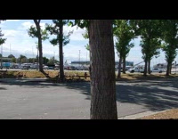 Collab BitchIG2 - Groups of geese on the road 