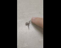 Small spider that looks like a crab touch fingers