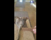 Dog lazy to stand up and get treat