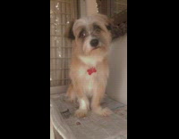 Small brown dog tilts head newspaper 