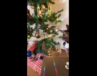 Cat plays with Christmas tree ball decoration