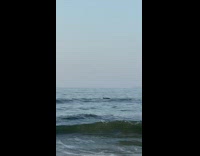 Dolphin fins at beach 