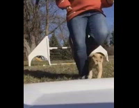 Girl jumps over hurdle, trips and falls after cat runs into her leg