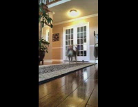 Baby deer runs through house baby laughs