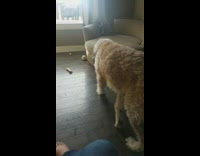 Dog eat one skittles go to couch