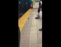 Rat Stands Up and Checks on Man