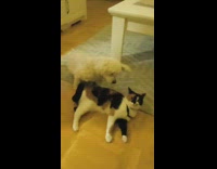 Cat gets leashed and then walks awkwardly in living room