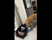 Dog does tippy taps before jumping onto bed 