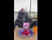 black monkey eating birthday cake