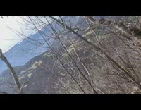 Large brown wolf rubs against snow patch 