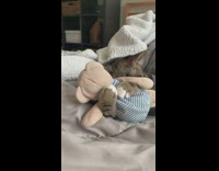 Sleeping cat hugs stuffed teddy bear toy 