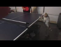 Dog stands and watches ping pong game  