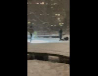 Brown dog has park photoshoot during snowstorm 