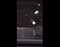 Rat eating white mcdoanlds sauce cup