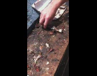 Shirtless Guy Licks Bait Board on Wooden Pier Deck for Ten Dollars