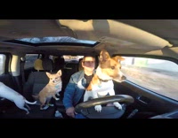 Man let dog drive climb on steering wheel