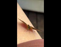 Butterfly on leg flap its wings