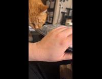 Cat tries to bite off take out container lid