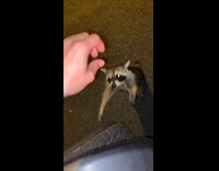 Peanut butter bread sandwich raccoon 