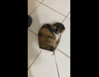 Cat in white shoebox gets pulled around 