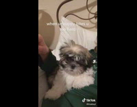 Girl puts puppy in oven for biting too hard 