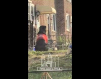 Philidelphia goat in blue vest laying on grass lawn