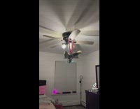 Dog tied to ceiling fan around the world