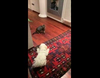 Dog run on carpet while cat stares
