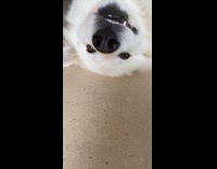 Pet dog lie down on the floor with paws in the air