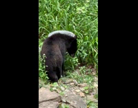 Wild bear drinks from the bird fountain at the backyard