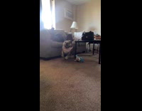 Collab Clips MPUGC2 - Rescued dog living the best life 