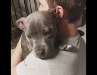 brown dog hugging owner in grey shirt 